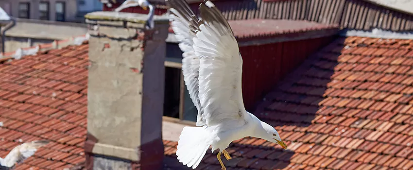 Residential Chimney Animal Removal Solution in Metairie, LA