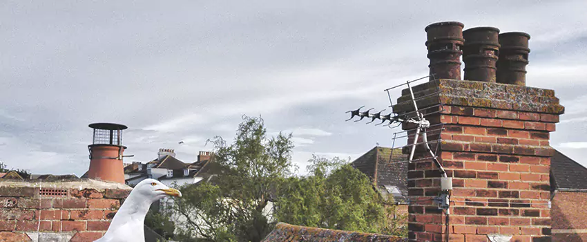 Chimney Cleaning And Restoration in Metairie, Louisiana